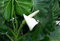 Pesquisa do Museu Goeldi sobre poder da ‘aninga’ é baseada na vivência de ribeirinhos