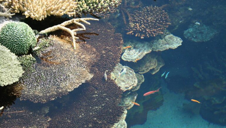 Belém é primeira capital do país a participar do Ciclo de Fóruns Regionais sobre inclusão da cultura oceânica em currículos escolares