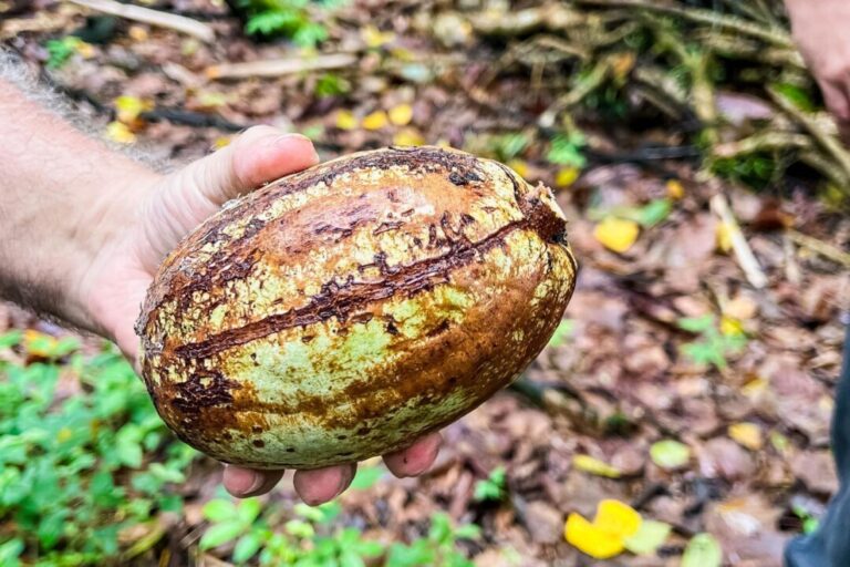 Cacau produzido no Pará ganha destaque mundial por gerar desenvolvimento com sustentabilidade