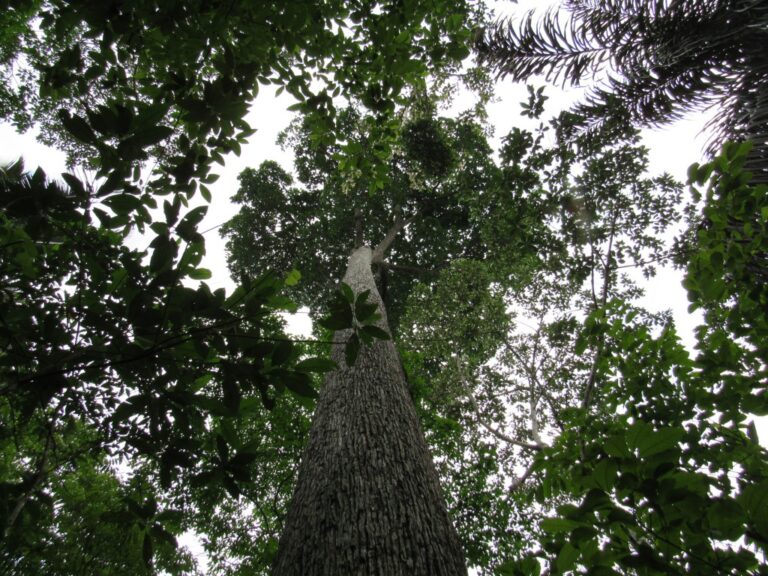 Cientistas buscam as origens da domesticação de plantas na bacia do alto rio Madeira