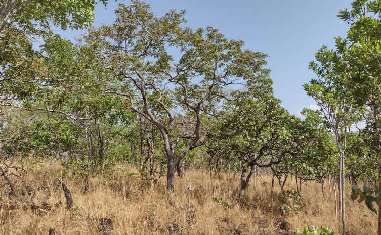 Tocantins registra menor índice de focos de incêndios dos últimos dois meses, mostra boletim