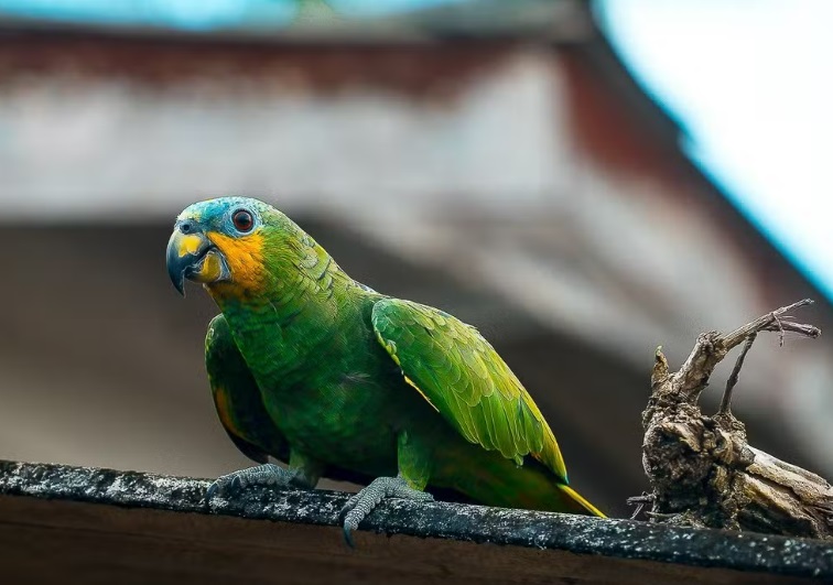 Fotógrafo do Amapá se inspira na região amazônica para exposição