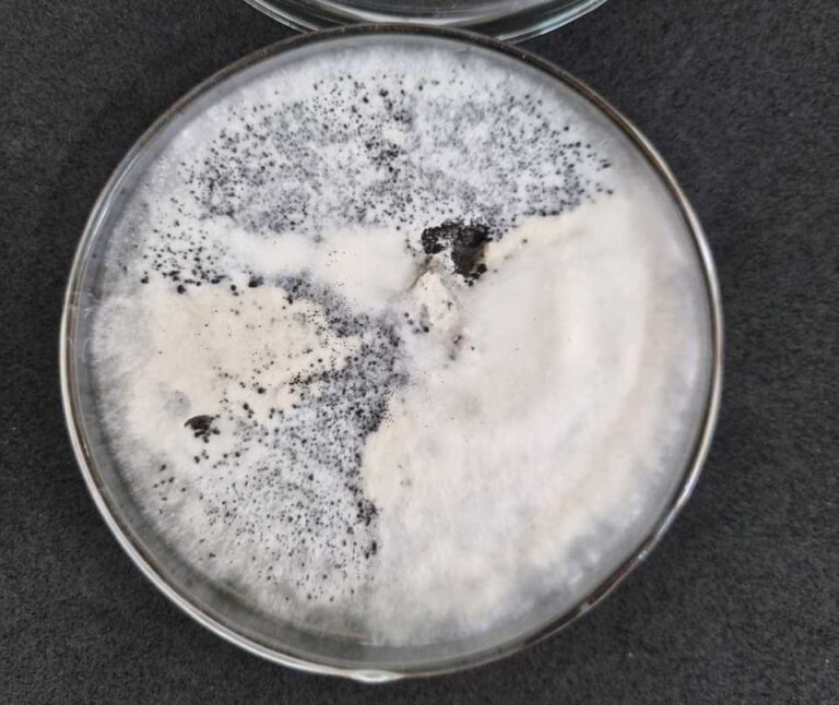 Projeto busca desenvolver biomateriais com fungos amazônicos para degradar pesticidas