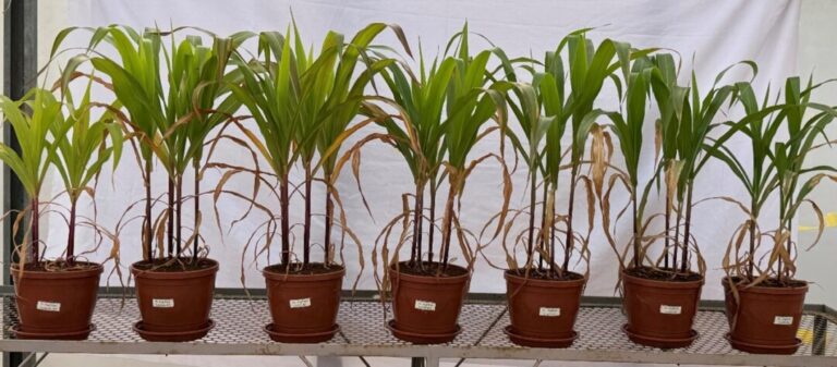Pesquisa avalia Lithothamnium como tecnologia para melhorar cultivo do milho no Maranhão