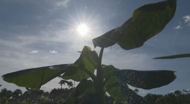 Agricultor aposta na irrigação para enfrentar seca e melhorar produção em Roraima