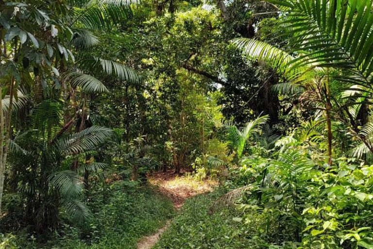 Cicloturismo: ‘Caminhos de Bujaru’ conectará territórios quilombolas no nordeste do Pará