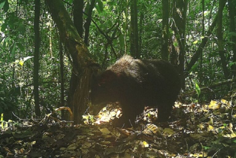 Pela primeira vez, ‘urso de óculos’ é registrado em reserva no Amazonas peruano
