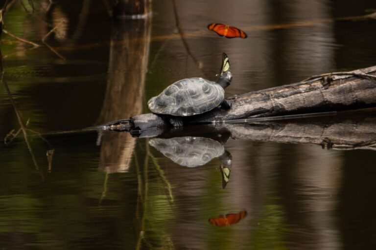 Reserva Nacional Allpahuayo Mishana é fonte de água e mostra importância da preservação no Peru