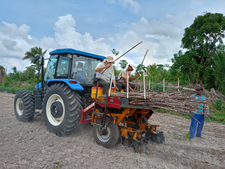‘Roça sustentável’ promove sustentabilidade e desenvolvimento em comunidades quilombolas do Maranhão