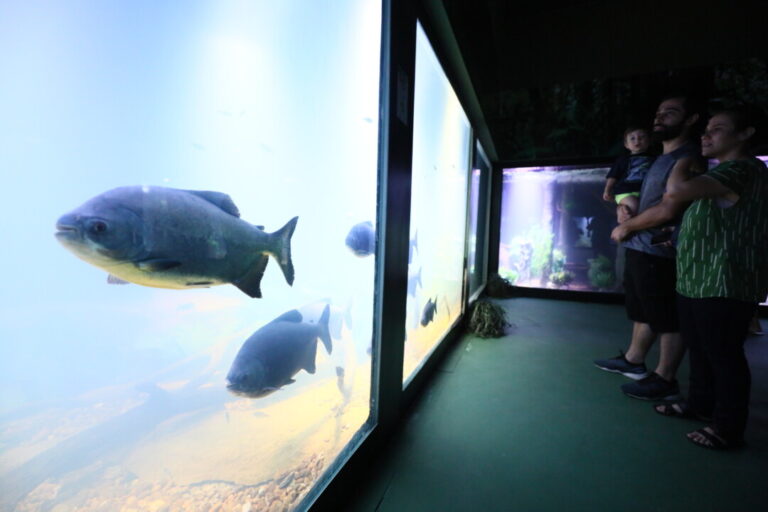 Aquário Municipal de Cuiabá abriga quase 40 espécies de peixes