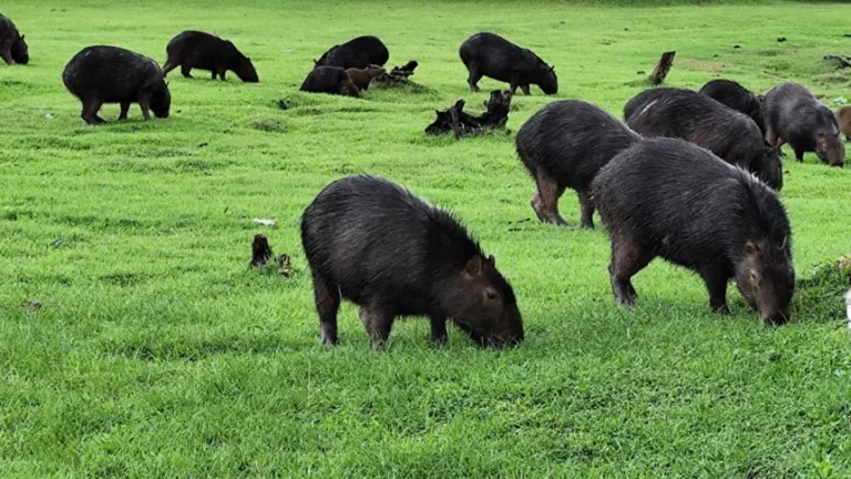 Capivaras conquistam frequentadores e ajudam na manutenção de parque no Pará