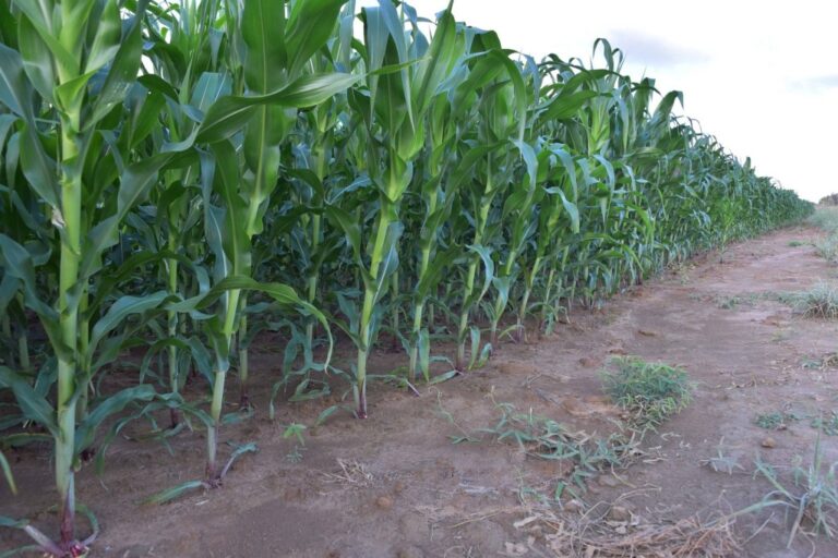 Edital: pesquisa científica é estratégia para fortalecer agricultura familiar e indígena em Roraima