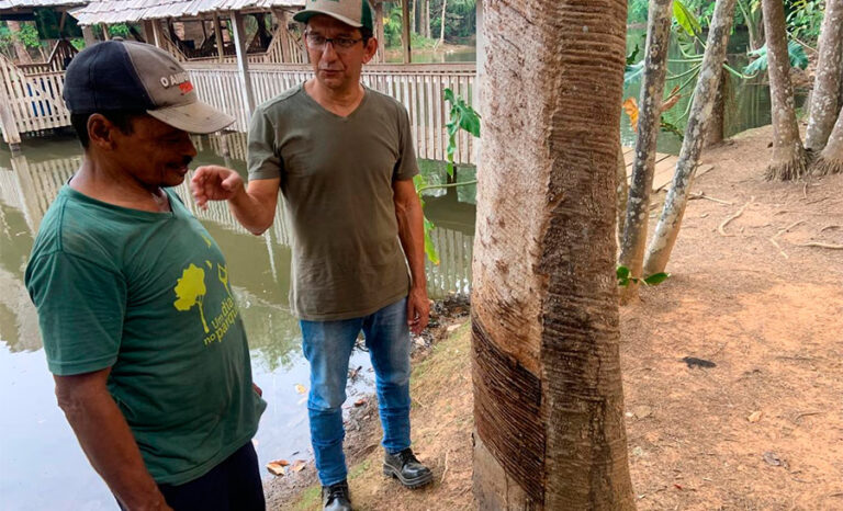 Cadeia da castanha no Acre não remunera serviço socioambiental, ao contrário da borracha