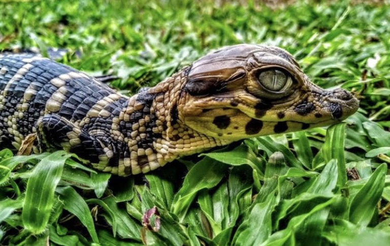 Projeto de conservação de crocodilianos em Rondônia comemora 20 anos