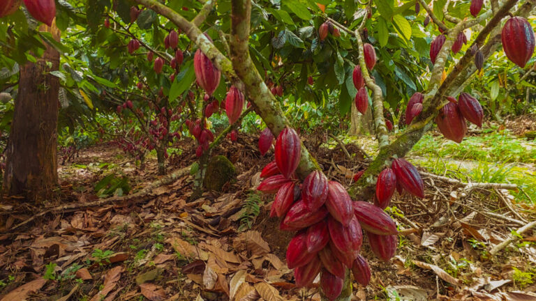 Conservação florestal garante a produtividade do cacau no Pará, mostra estudo