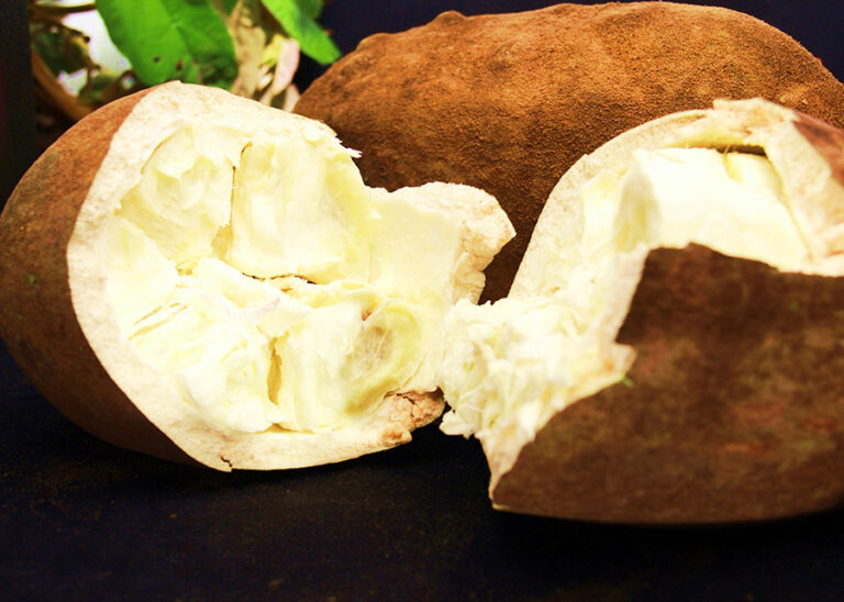 Pesquisa identifica genes do cupuaçu relacionados à resistência à vassoura-de-bruxa