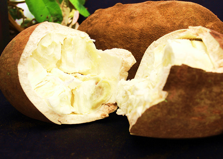 cupuaçu é um dos frutos típicos da Amazônia