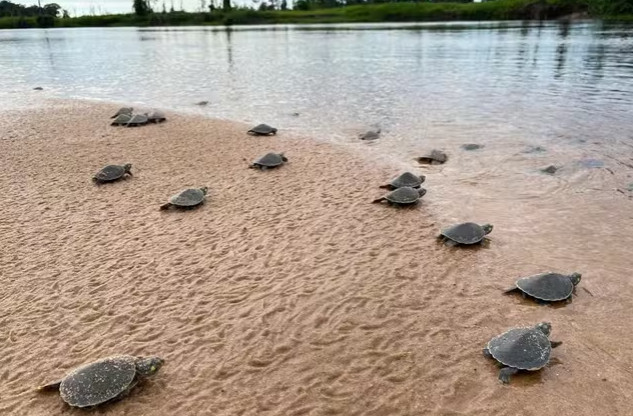 Biólogo diz que atraso na desova das tartarugas no rio Guaporé causou morte de mais da metade dos filhotes