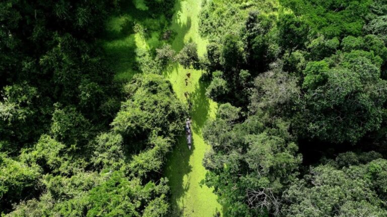 STF dá prazo de 60 dias para estados e municípios da Amazônia aderirem ao Sinaflor