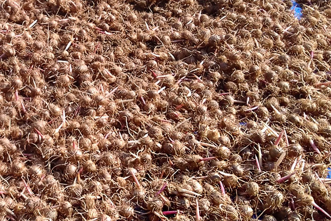 Forno popular para fabricação de biocarvão visa diminuir impacto ambiental da cadeia produtiva do açaí na Amazônia