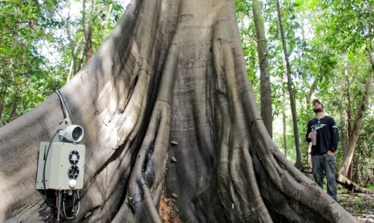 Tecnologias monitoram biodiversidade, árvores e ar da Amazônia
