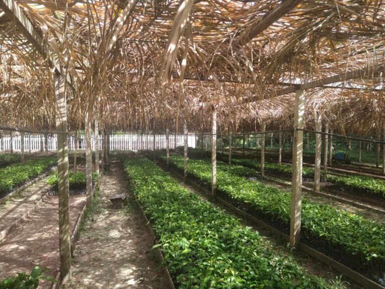 Projeto usa aditivos digitais para preservação e restauração ambiental em Itacoatiara