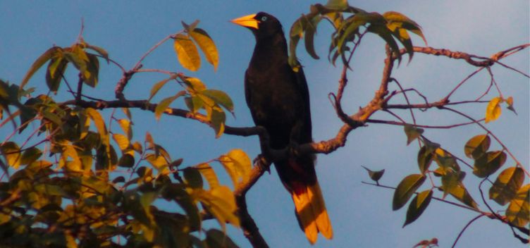 Japu-preto usa fibras de plástico para fazer seus ninhos no litoral do Pará