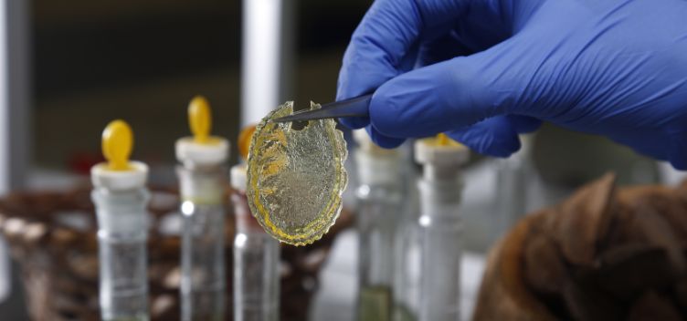 Laboratório paraense une tradição e tecnologia na criação de nanoprodutos com bioativos