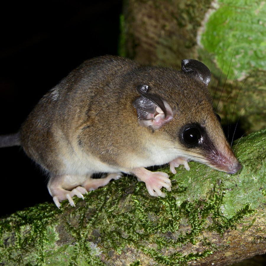 “Muita água, xixica”: conheça espécie de marsupial que viralizou por ...
