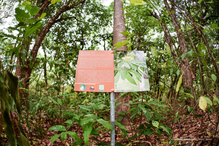 Bosque dos Papagaios abriga centenas de espécies de árvores da região amazônica