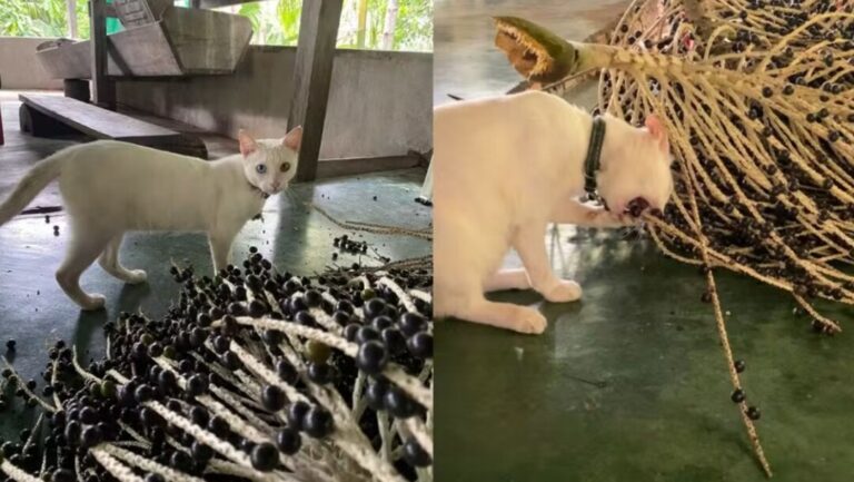 Nico, o gato que gosta de açaí e de dormir em rede no Amapá
