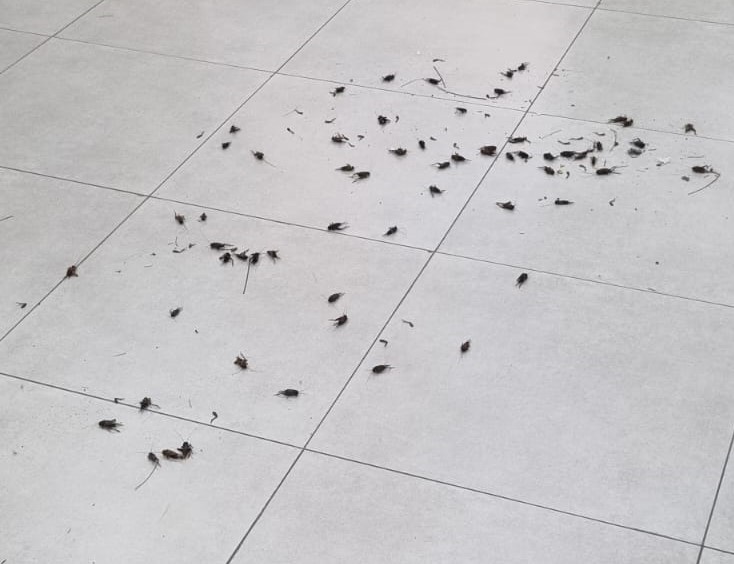 Biólogo explica incidência de grilos em Belém