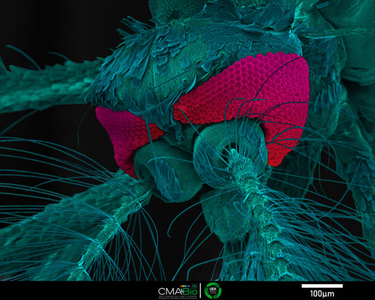 Laboratório da UEA vence prêmio internacional de melhor imagem em microscopia