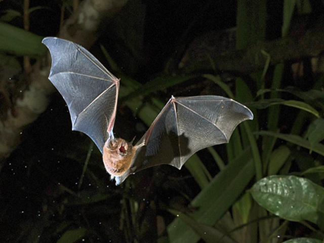 Desmatamento aumenta presença de morcegos em áreas urbanas de Rondônia