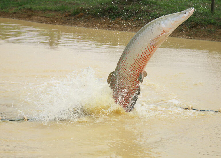 Os conflitos em torno do pirarucu: pesquisador se reconecta com suas origens ao retratar embates em tese