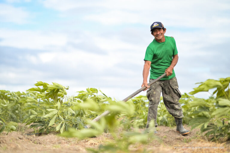 Cultivo de mandioca fortalece tradições indígenas e sustento na Serra da Moça, em Roraima