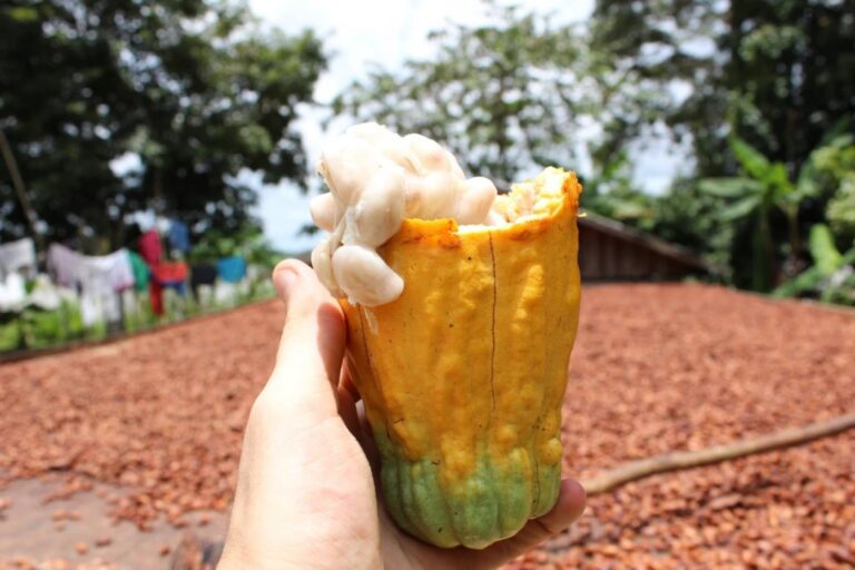 Empresa desenvolve chocolate amazônico com impacto socioambiental no Amazonas