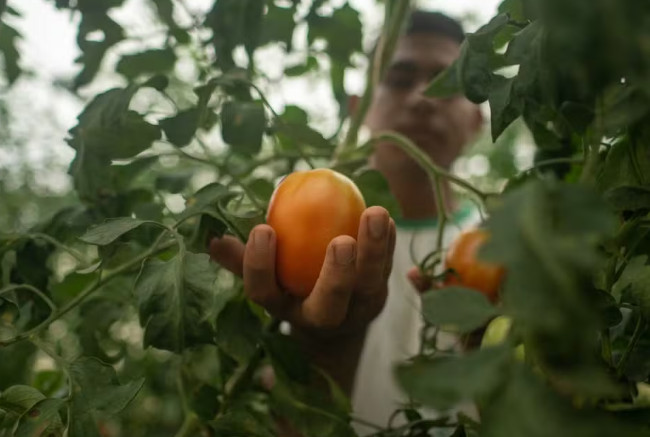 Com inscrições prorrogadas, Elos da Amazônia quer investir mais de R$ 1 milhão em startups indígenas