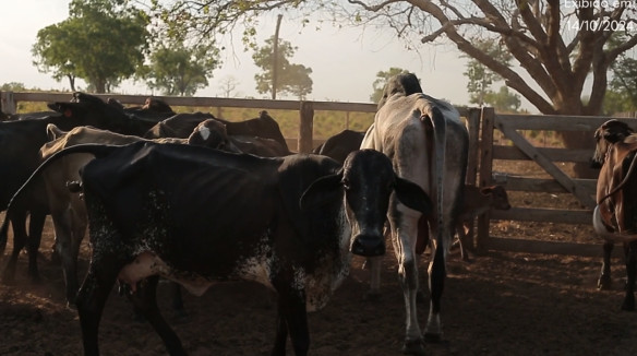 Metodologia de assistência técnica muda realidade de fazendas de bovinocultura leiteira em Tocantins