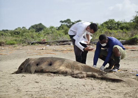 “Primeiro registro na Amazônia”: cachalote-pigmeu é encontrado encalhado no Amapá