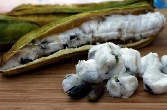 Ingá: fruto típico da Amazônia auxilia no emagrecimento e combate a anemia