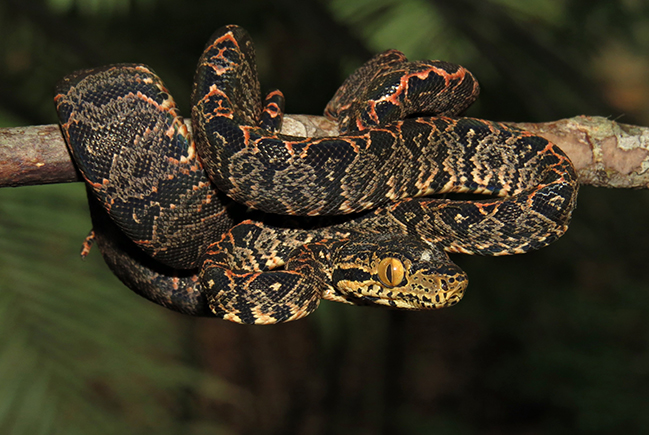 Ano da serpente: o que sabemos sobre esses animais na Amazônia?