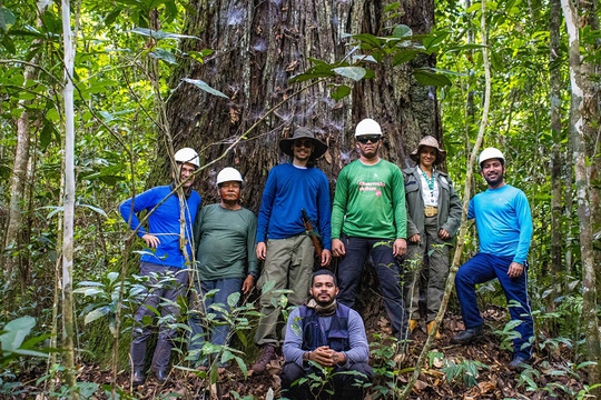 Mapeamento de castanhais no Pará é ampliado por meio de parceria