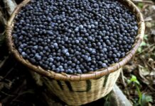 fundo açaí é proposto no pará