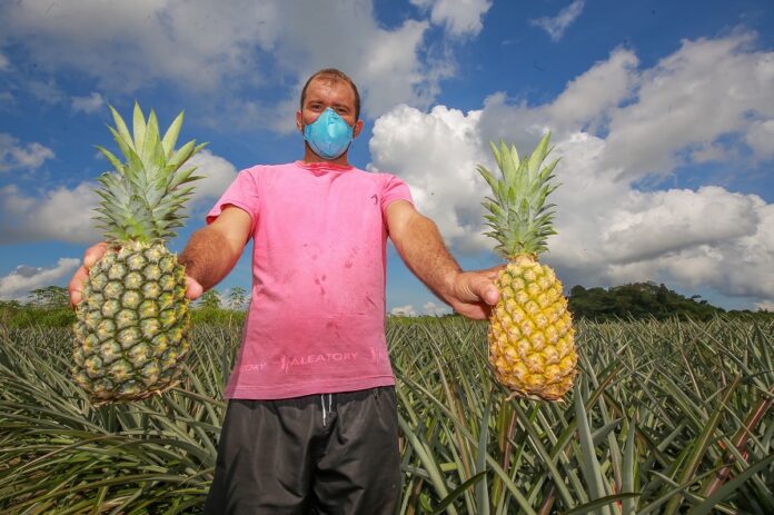 Novo Remanso é a terra da fruta do abacaxi no Amazonas.