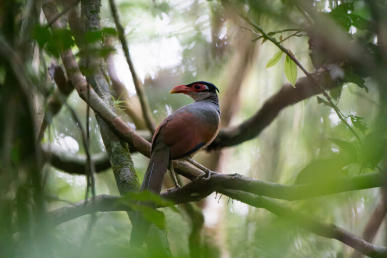 Registro raro de ave em parque no Acre contribui para novas pesquisas sobre a espécie