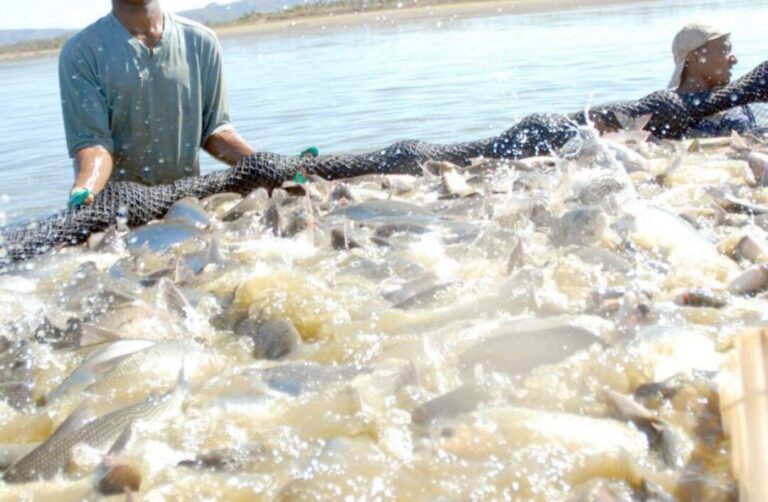 Piscicultura na Amazônia: alavancagem do setor depende de modernização da legislação