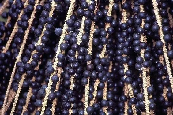 açaí é um dos frutos citados no livro