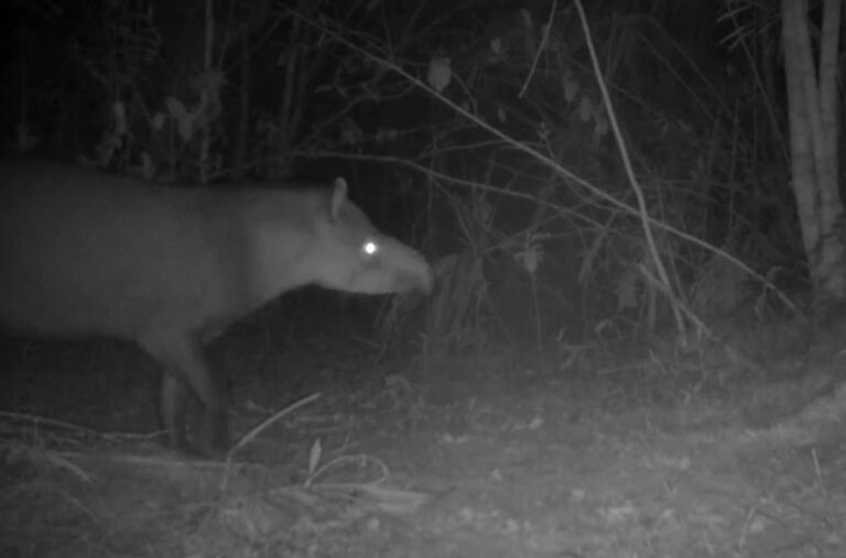 Armadilha fotográfica: uma forma eficaz de observar a floresta (e algumas surpresas)