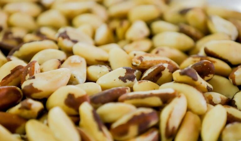 castanha da amazonia